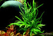 Microsorum pteropus 'Trident' aqua-teck