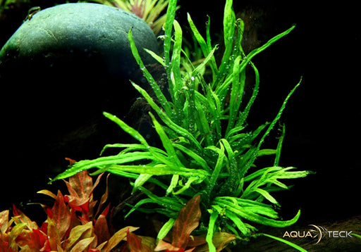 Microsorum pteropus 'Trident' aqua-teck