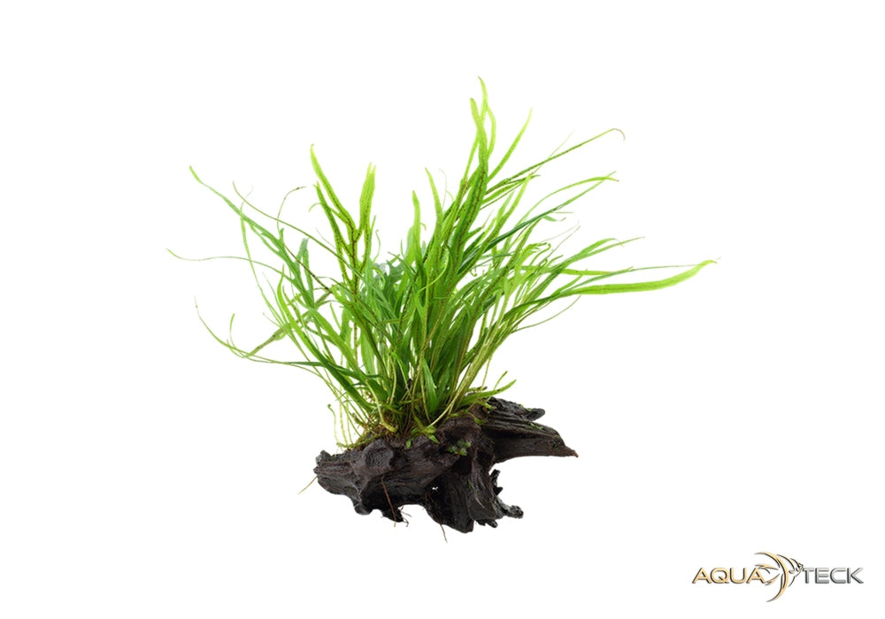 Microsorum pteropus 'Trident' auf Wurzel aqua-teck