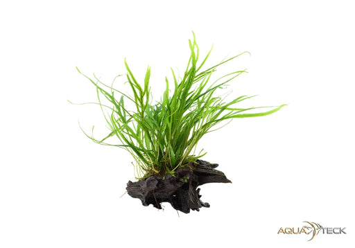 Microsorum pteropus 'Trident' auf Wurzel aqua-teck