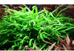 Microsorum pteropus 'Trident' auf Wurzel aqua-teck