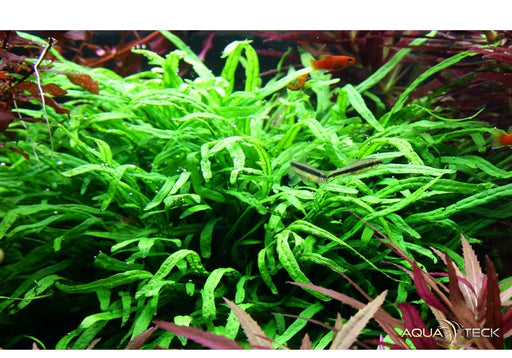 Microsorum pteropus 'Trident' auf Wurzel aqua-teck