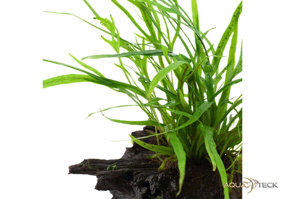 Microsorum pteropus 'Trident' auf Wurzel aqua-teck