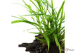 Microsorum pteropus 'Trident' auf Wurzel aqua-teck