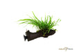 Microsorum pteropus 'Trident' auf Wurzel mit Saugnapf aqua-teck
