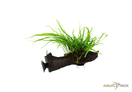 Microsorum pteropus 'Trident' auf Wurzel mit Saugnapf aqua-teck