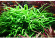 Microsorum pteropus 'Trident' auf Wurzel mit Saugnapf aqua-teck