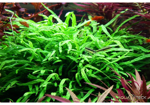 Microsorum pteropus 'Trident' auf Wurzel mit Saugnapf aqua-teck