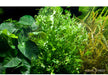 Microsorum pteropus 'Windeløv'