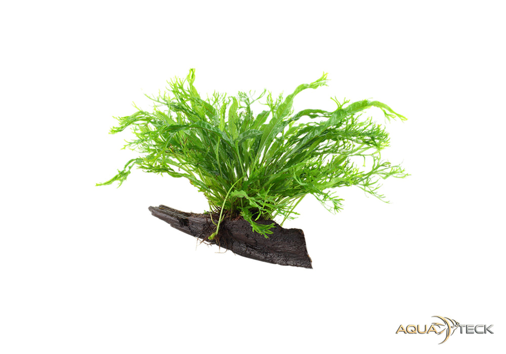 Microsorum pteropus 'Windeløv' auf Wurzel aqua-teck