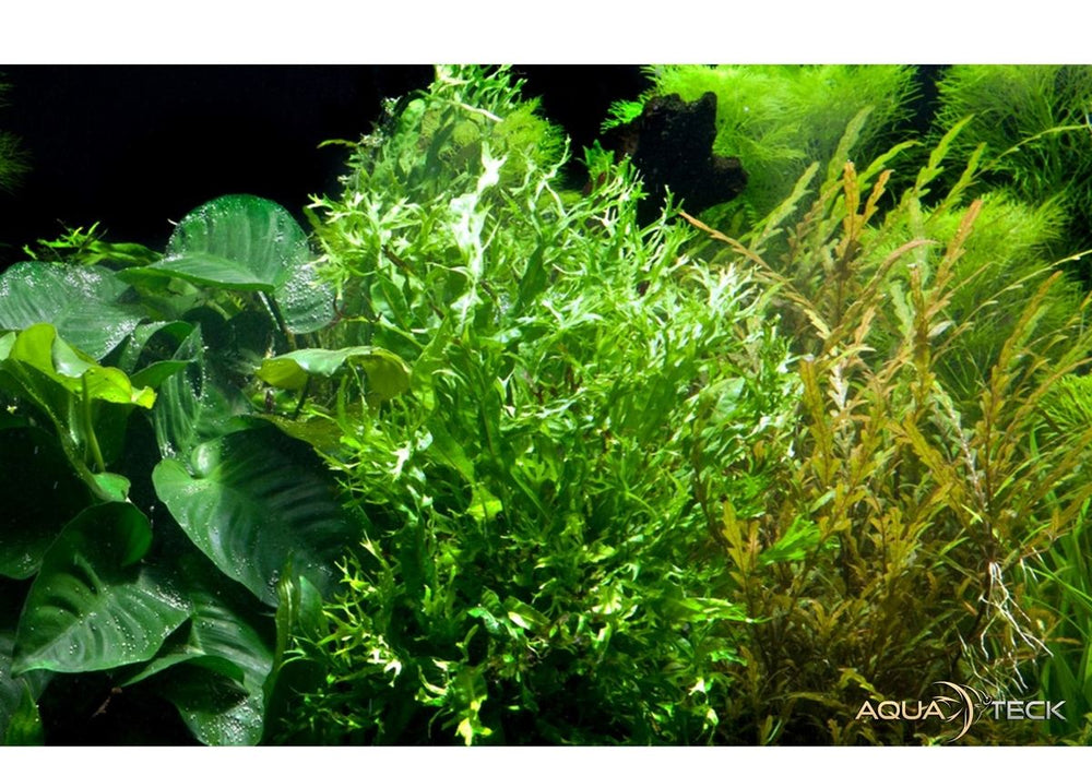 Microsorum pteropus 'Windeløv' auf Wurzel aqua-teck