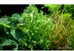 Microsorum pteropus 'Windeløv' auf Wurzel aqua-teck