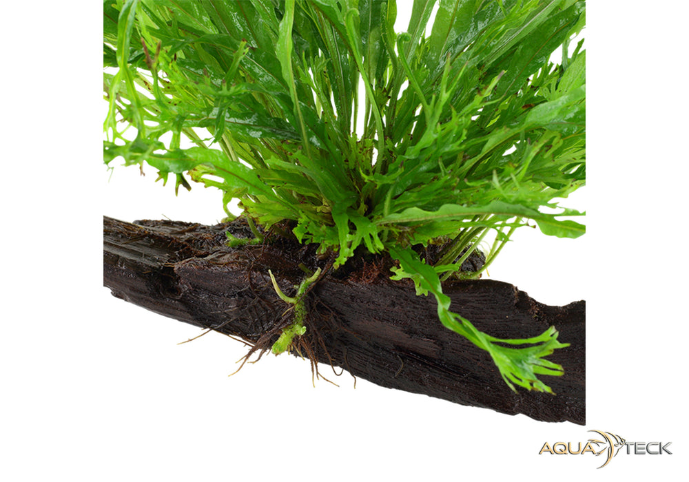 Microsorum pteropus 'Windeløv' auf Wurzel aqua-teck