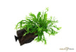 Microsorum pteropus 'Windeløv' auf Wurzel mit Saugnapf aqua-teck