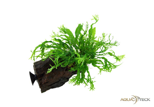 Microsorum pteropus 'Windeløv' auf Wurzel mit Saugnapf aqua-teck