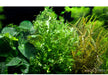 Microsorum pteropus 'Windeløv' auf Wurzel mit Saugnapf aqua-teck