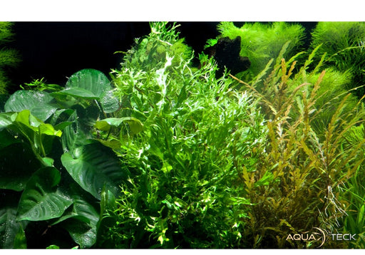 Microsorum pteropus 'Windeløv' auf Wurzel mit Saugnapf aqua-teck