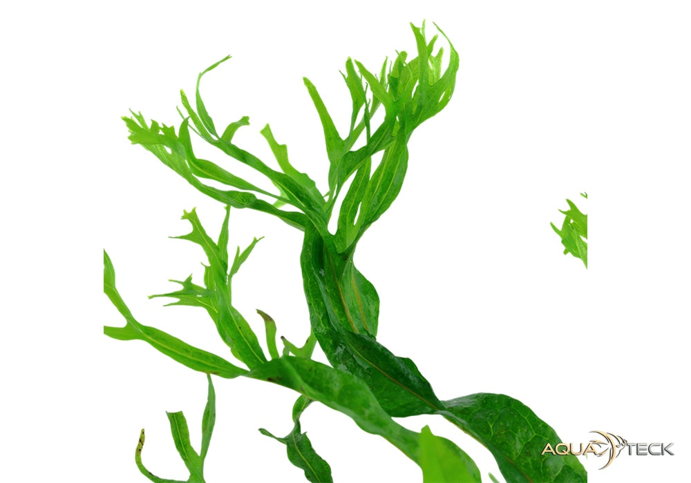 Microsorum pteropus 'Windeløv' auf Wurzel mit Saugnapf aqua-teck