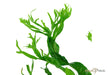 Microsorum pteropus 'Windeløv' auf Wurzel mit Saugnapf aqua-teck