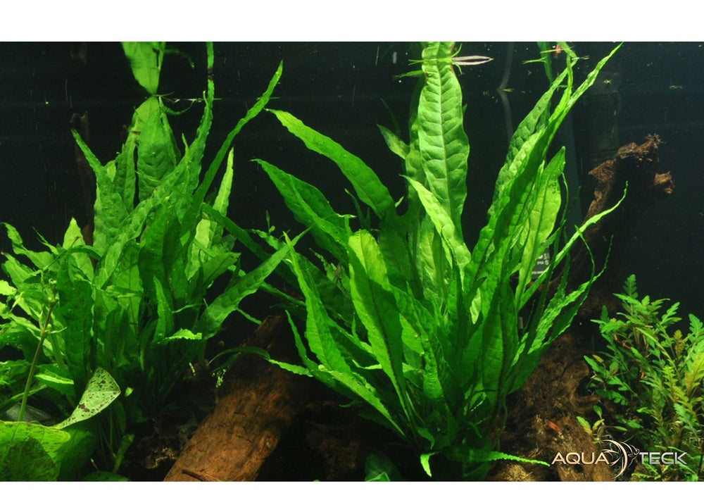 Microsorum pteropus auf Lavastein