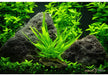 Microsorum pteropus nano wood auf Wurzel aqua-teck