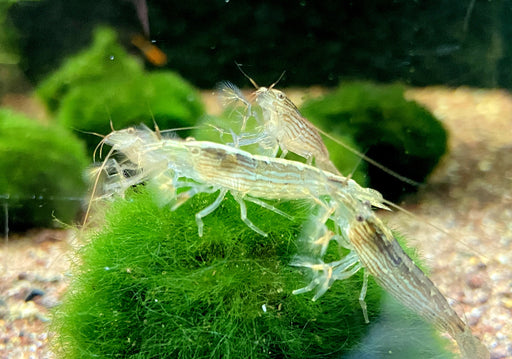 Molukkenfächergarnele - Atyopsis moluccensis