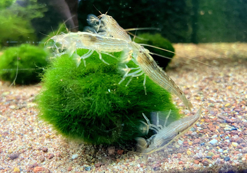 Molukkenfächergarnele - Atyopsis moluccensis