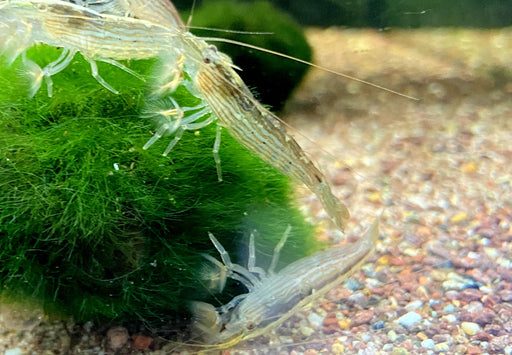 Molukkenfächergarnele - Atyopsis moluccensis