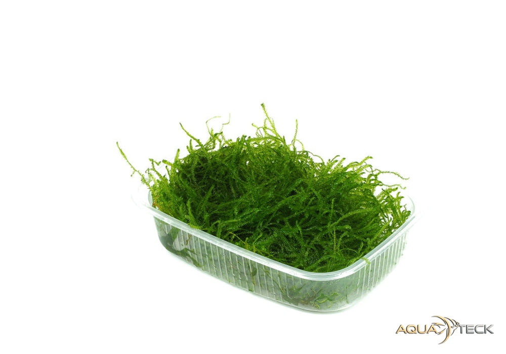 Moos Portion aqua-teck
