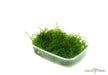 Moos Portion aqua-teck