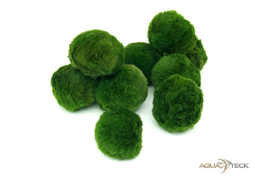 Mooskugel aqua-teck