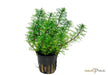 Myriophyllum matogrossense