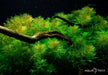 Myriophyllum matogrossense