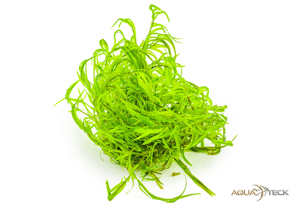 Najas guadalupensis 'guppy grass' (InVitro)