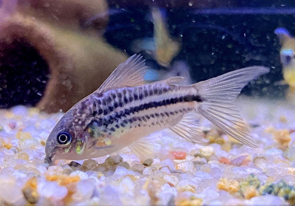 Nanus-Panzerwels - Gastrodermus (Corydoras) nanus