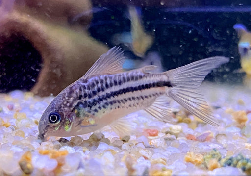 Nanus-Panzerwels - Gastrodermus (Corydoras) nanus