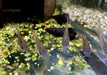 Napo-Panzerwels - Corydoras napoensis aqua-teck