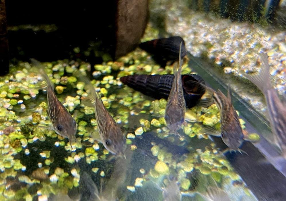 Napo-Panzerwels - Corydoras napoensis aqua-teck