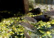 Napo-Panzerwels - Corydoras napoensis aqua-teck