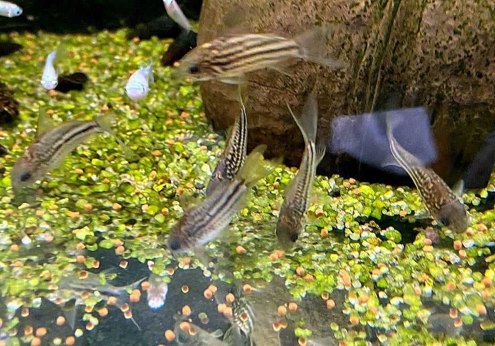 Napo-Panzerwels - Corydoras napoensis aqua-teck