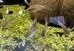 Napo-Panzerwels - Corydoras napoensis aqua-teck