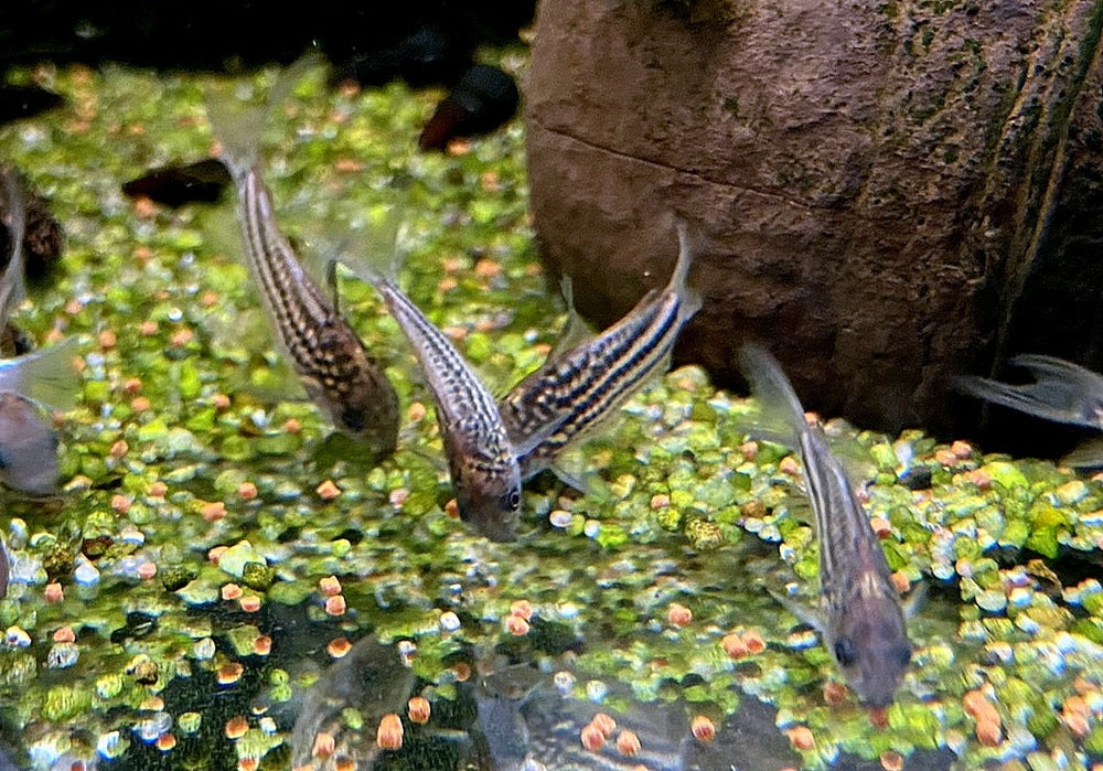 Napo-Panzerwels - Corydoras napoensis aqua-teck