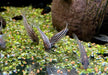 Napo-Panzerwels - Corydoras napoensis aqua-teck