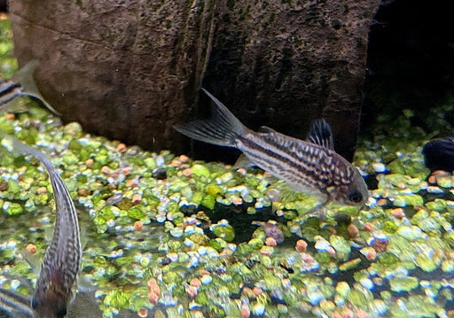 Napo-Panzerwels - Corydoras napoensis aqua-teck