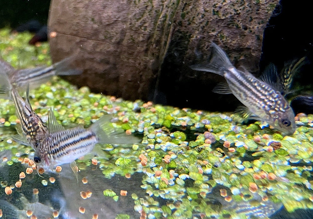 Napo-Panzerwels - Corydoras napoensis aqua-teck