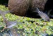 Napo-Panzerwels - Corydoras napoensis aqua-teck