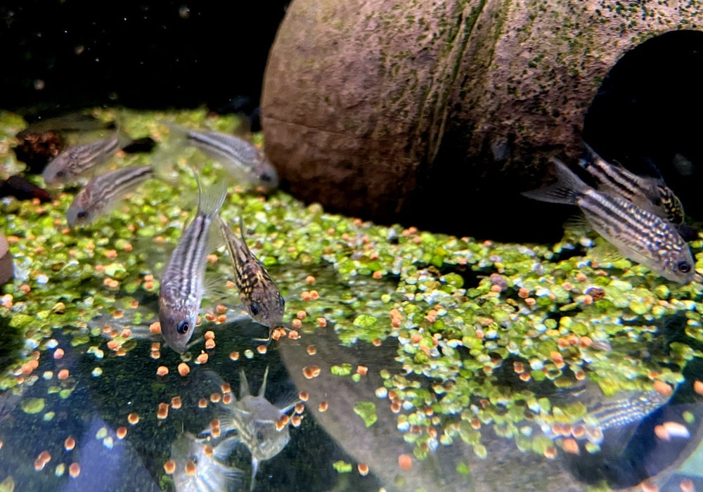 Napo-Panzerwels - Corydoras napoensis aqua-teck
