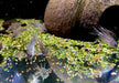 Napo-Panzerwels - Corydoras napoensis aqua-teck