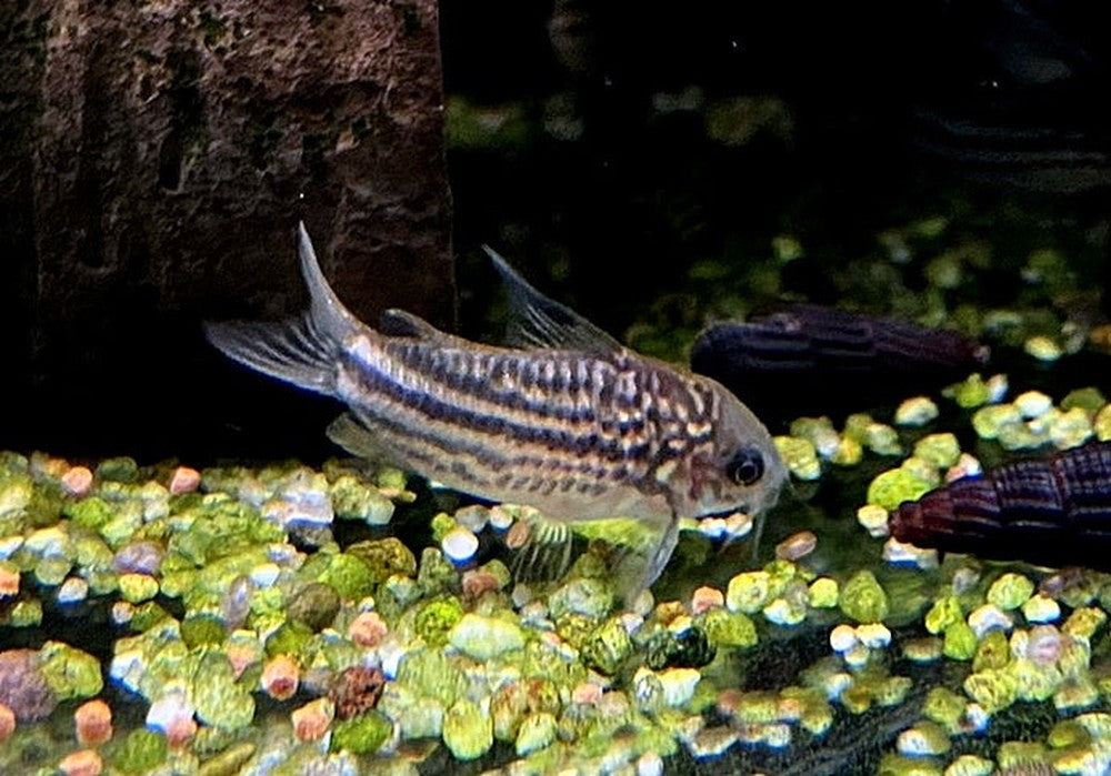 Napo-Panzerwels - Corydoras napoensis aqua-teck