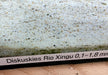 Naturkies Diskuskies Rio Xingu weiß (0-1 mm)